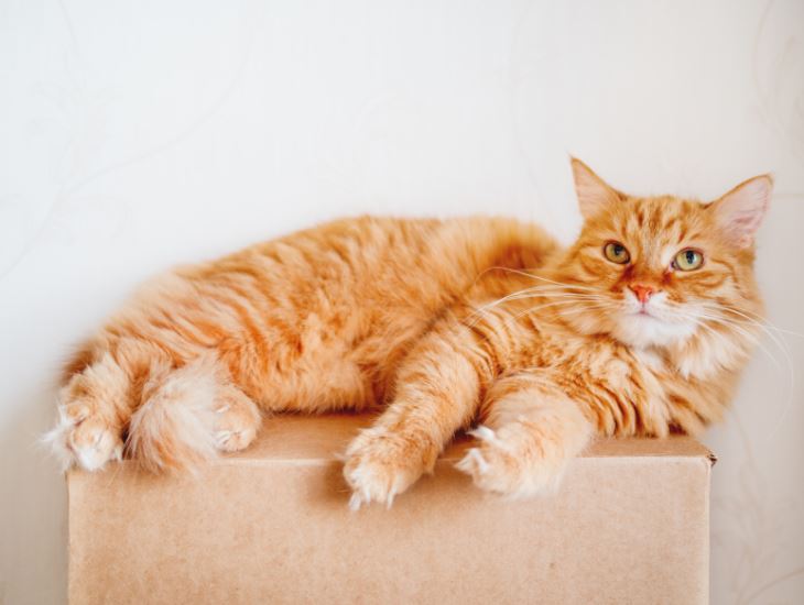 Moving-with-Pets